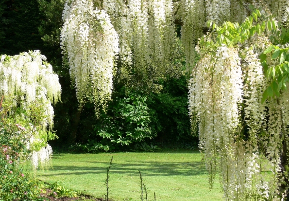 Bois des Moutiers (8) Juin 2012